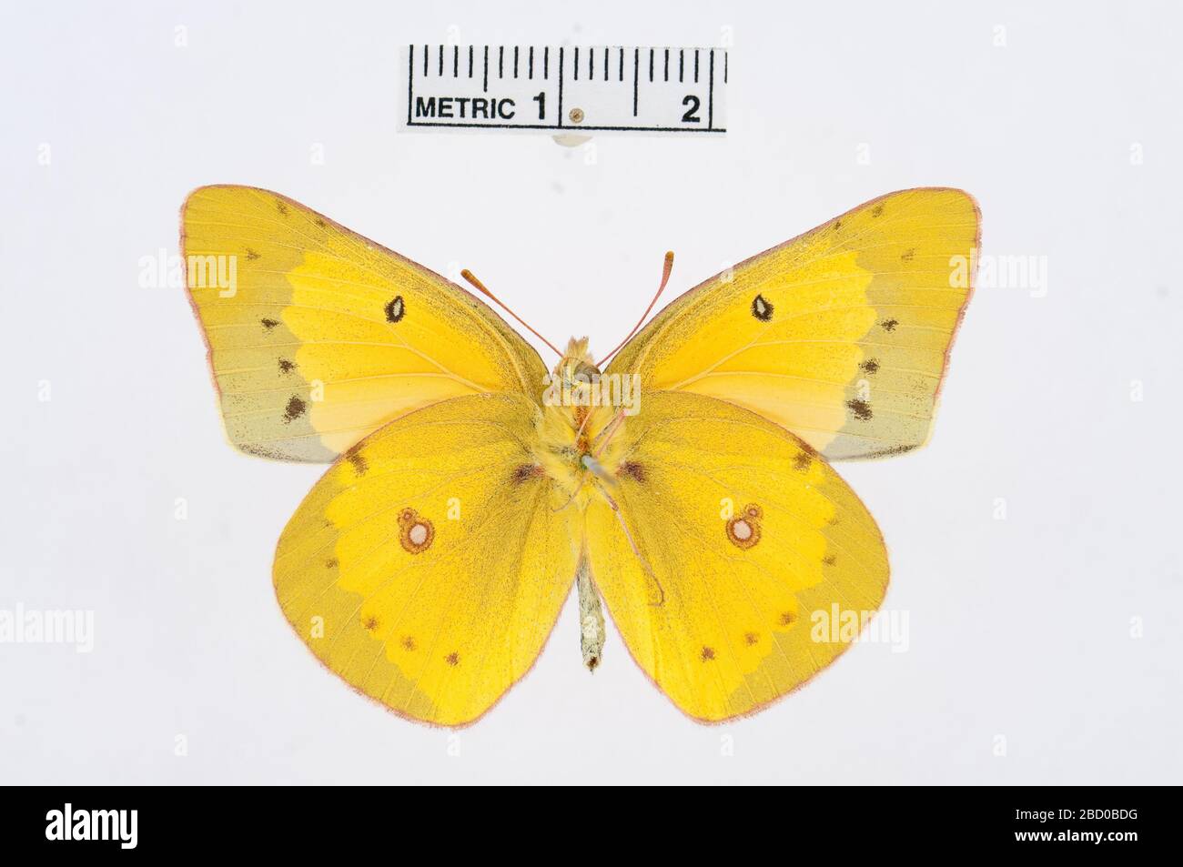 Colias Eurytheme. Juli 20161 Colias Eurytheme Stockfoto