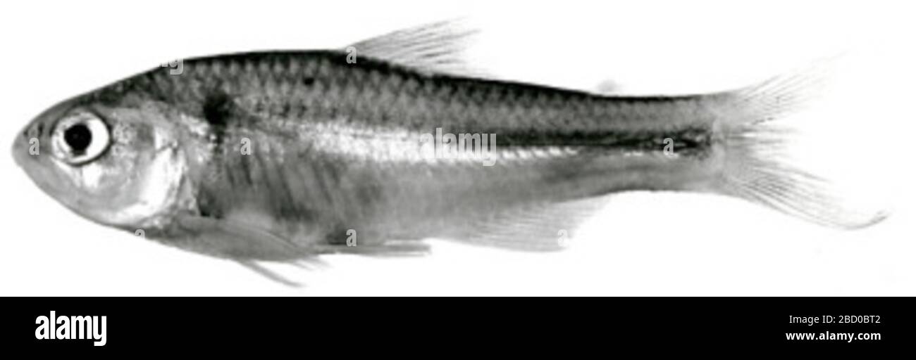 Creagrutus paralacus Harold Vari. 44,4 mm sl; ursprünglich 7 Proben: 3 (Paratypen) entfernt zu usnm 324379; 2 (Paratypen) ersetzt zu mbucv, nov. 1992; 1 Creagrutus sp. Rekatalogisiert als usnm 324380.13 Sep 20171 Creagrutus paralacus Harold Vari Stockfoto