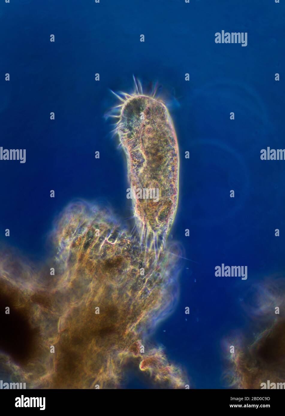 Hypotrichs Protozoa in einem Süßwasserteich Stockfoto