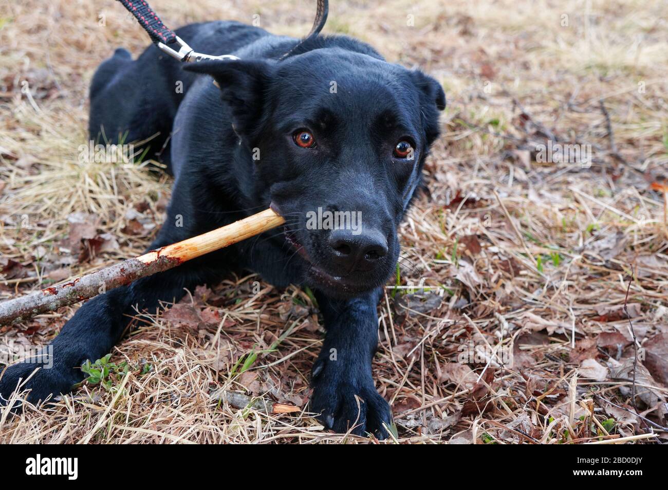 Schwarzer Hund knabbert einen Stock auf die Natur Nahaufnahme Stockfoto