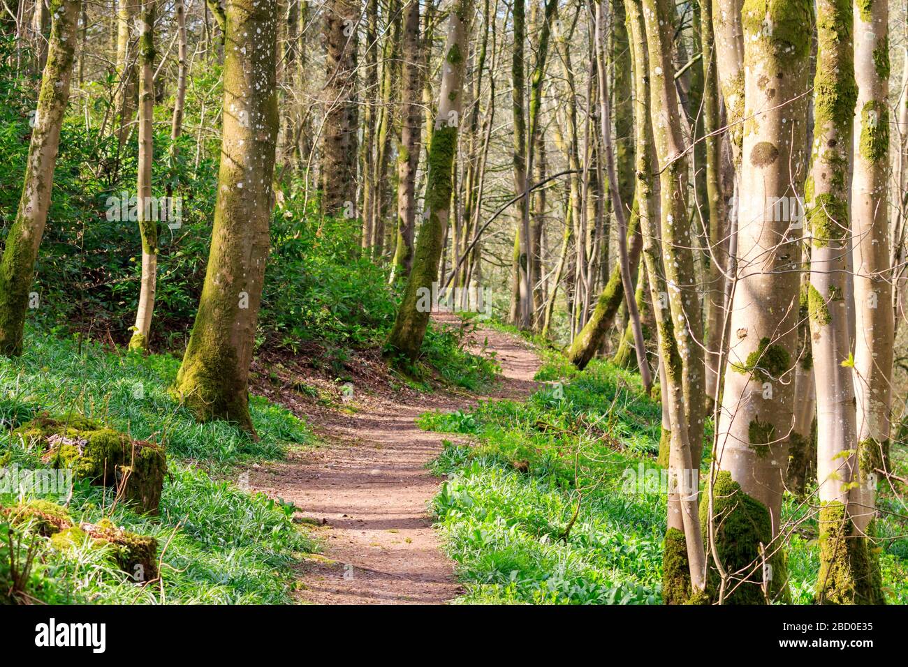 Gewundener sonnenbeleuchteter Waldpfad Stockfoto