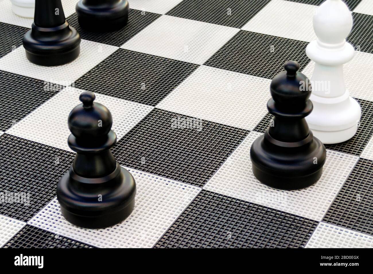 Schwarze Saatkrähen auf einem Schachbrett. Team Strategie Konzept. Schach Hintergrund. Schwarz und weiß Hintergrund Stockfoto