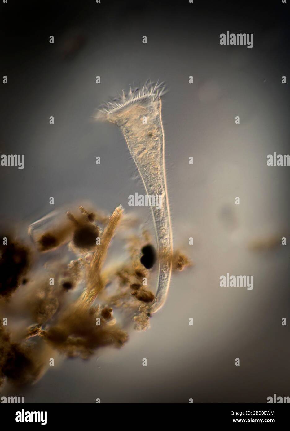 Stentor Protozoan füttert in einem UK-Teich. Stockfoto