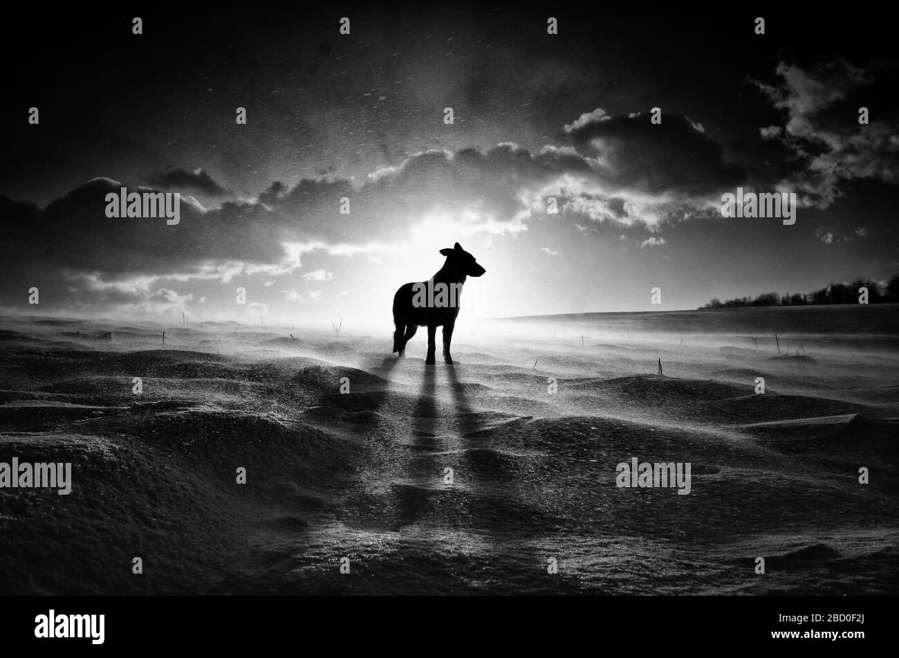 Allein Hund steht im Winter in der Natur. Der Hund hat einen langen Schatten wegen des letzten Sonnenlichts. Schwarzweißfoto mit dramatischer Atmos Stockfoto