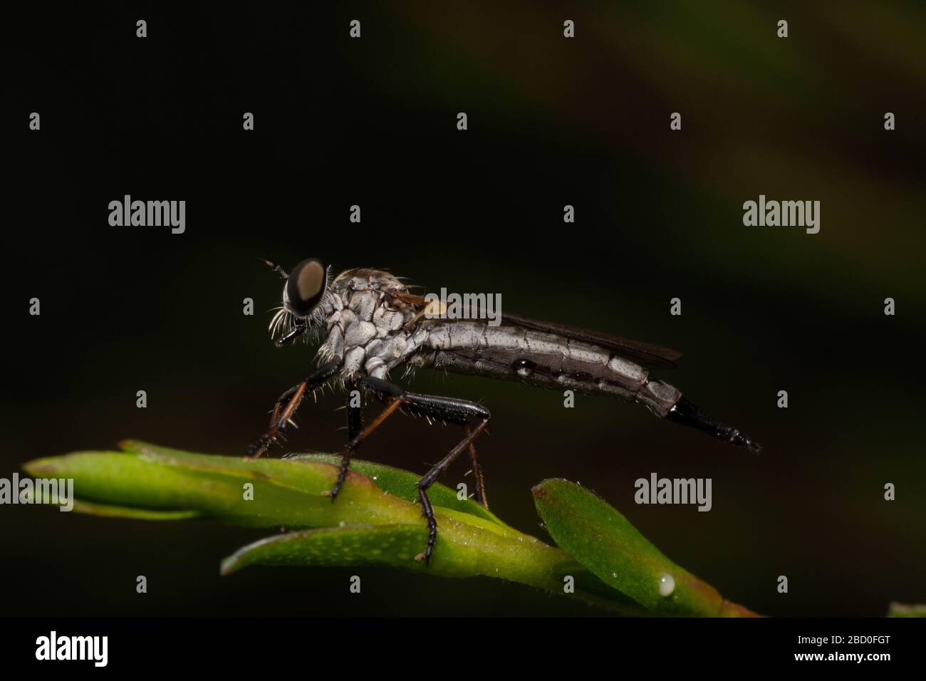 Räuber Fliegen Sie auf Teeblatt Stockfoto