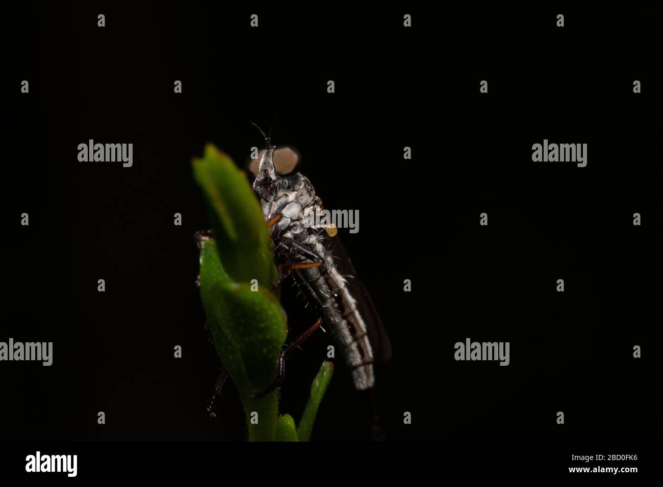 Räuber Fliegen Sie auf Teeblatt Stockfoto
