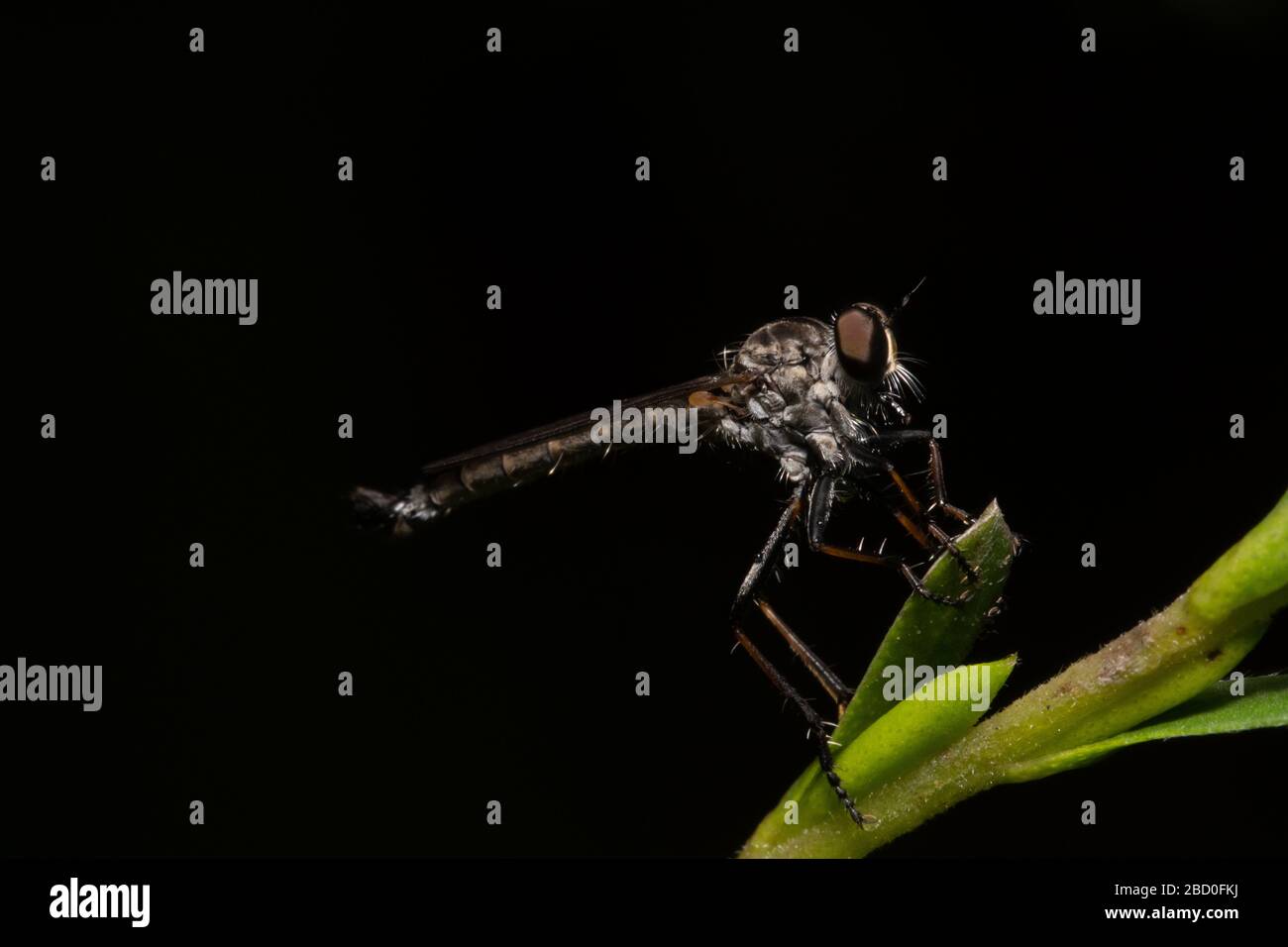 Räuber Fliegen Sie auf Teeblatt Stockfoto