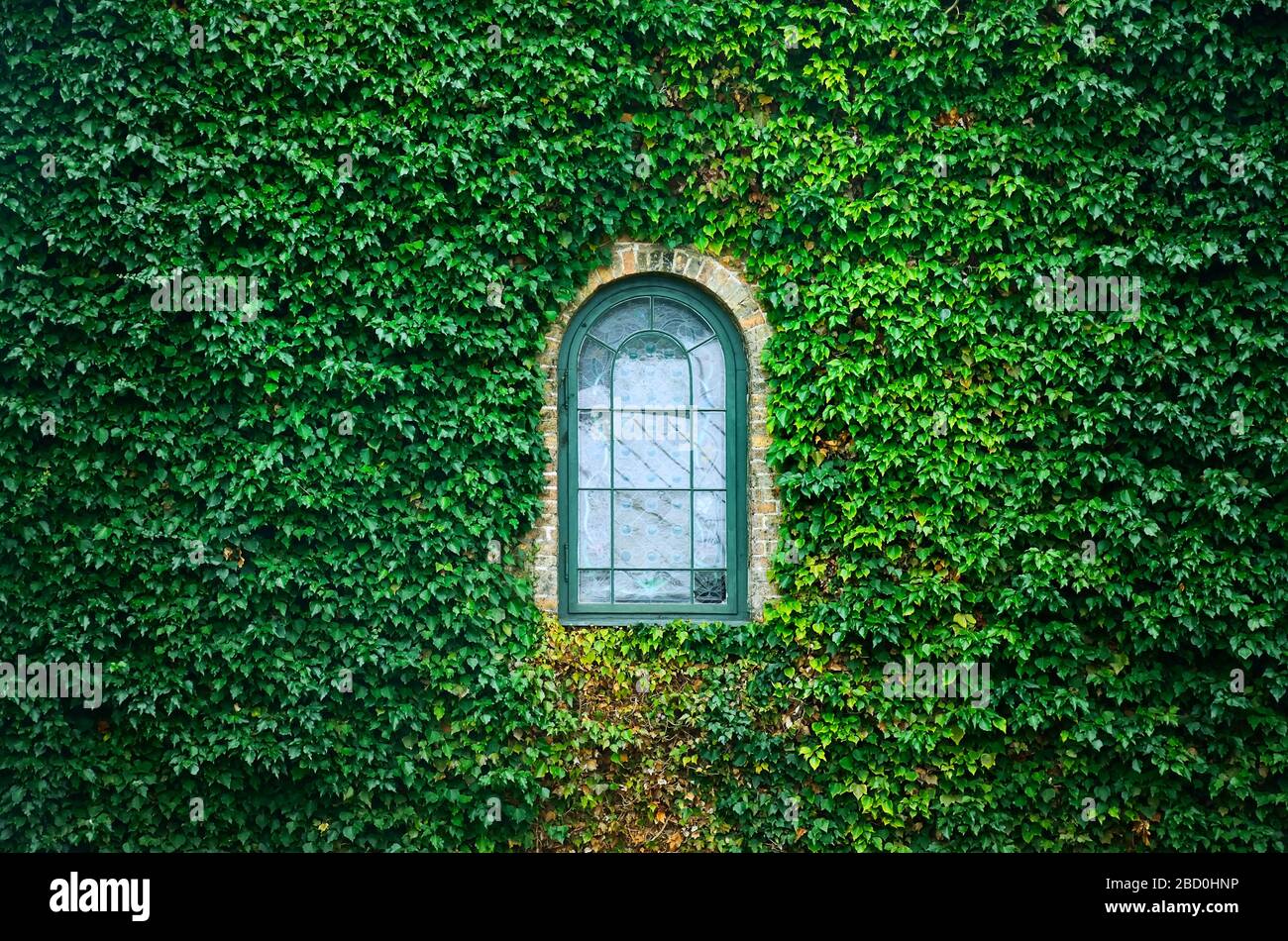 Altes Kirchenfenster umgeben von schleichenden Efeupflanzen (voll) Stockfoto