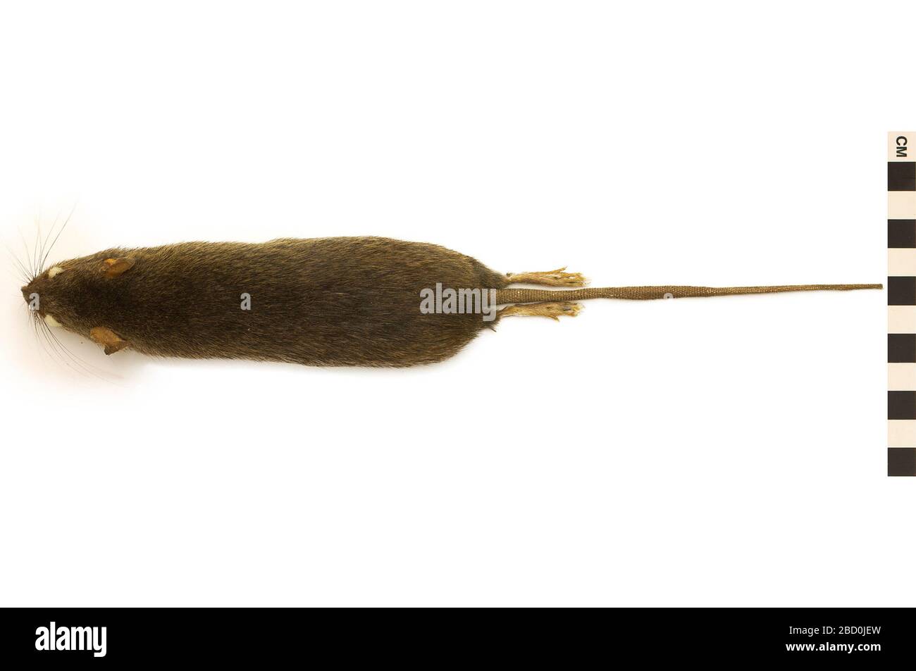 Polynesia Rat Rat rattus -Fotos und -Bildmaterial in hoher Auflösung – Alamy
