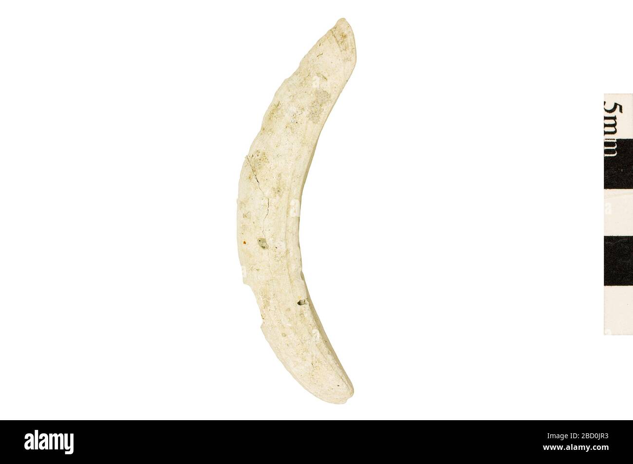 Schwanenhals-Barnacle. Dieses Objekt ist Teil der Sammlung Bildung und Outreach, die sich zum Teil im Wissenschaftszentrum Q?rius befinden und zu sehen sind.Cenozoic - Paläogene - Eocene114 Jan 2020 Schwanenhals-Barnacle Stockfoto