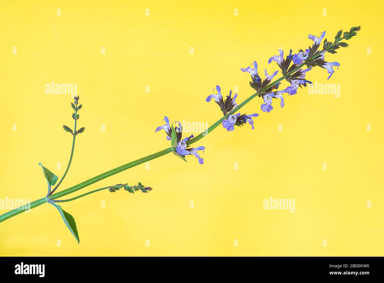 Blühender Stamm der Salvia Officinalis auf gelbem Hintergrund mit Kopierfläche. Stockfoto