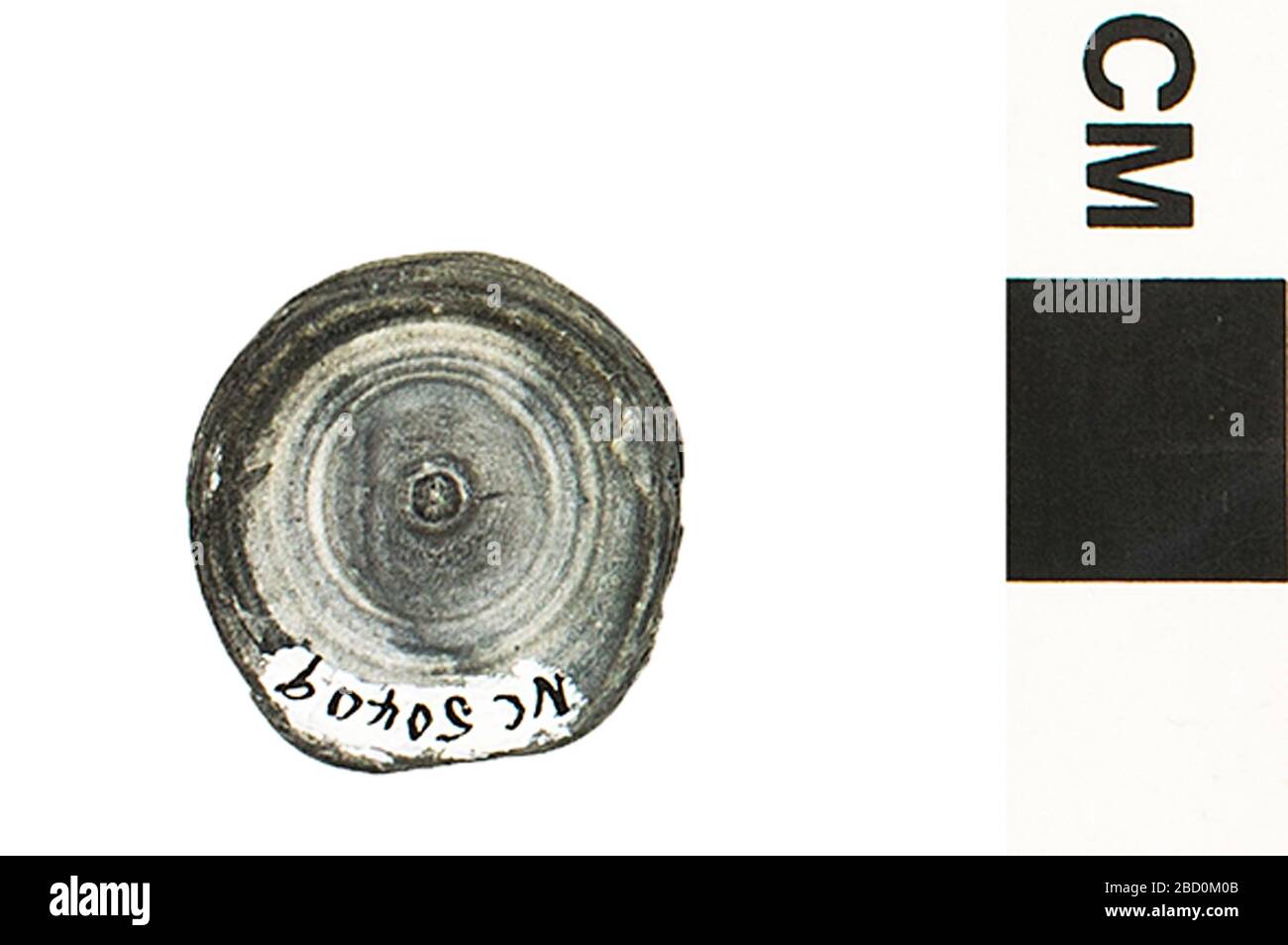 Makrelenhai. EO 050409 Fossil Shark Lamniformes 002.jpg Stockfoto