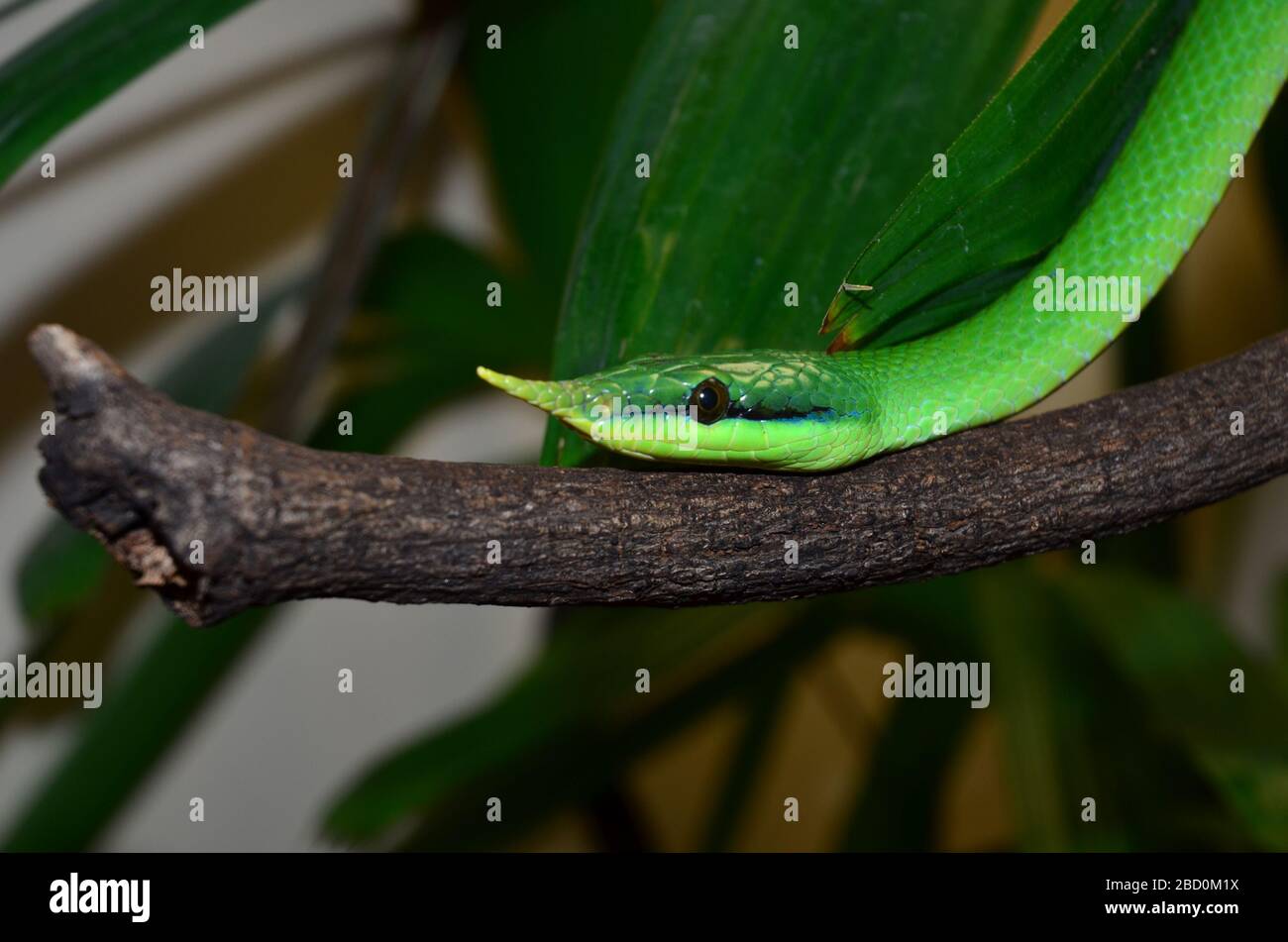 Nashörner Schlange. Reptilien,Arten: Boulengeri,Gattung: Rhyncophis,Familie: Colubridae,Ordnung: Squamata,Klasse: Reptilia,Phylum: Chordata,Königreich: Animalia,Schlangenrinozeros-Schlange Stockfoto