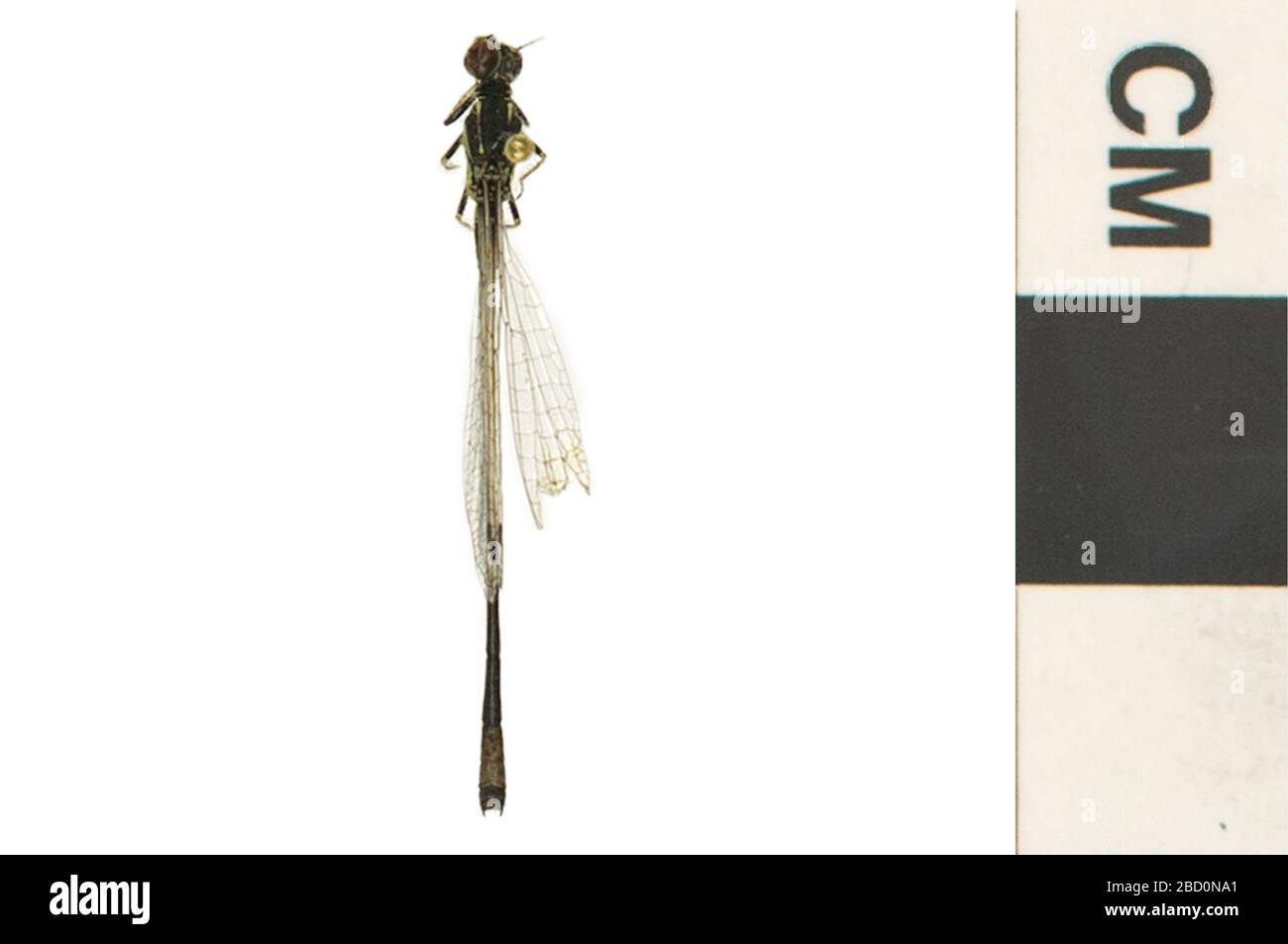 Östlicher Gabelschwanz Gemeinsamer Gabelschwanz. EO_400031_Damselfly_Ischnura_verticalis_001.jpg Stockfoto
