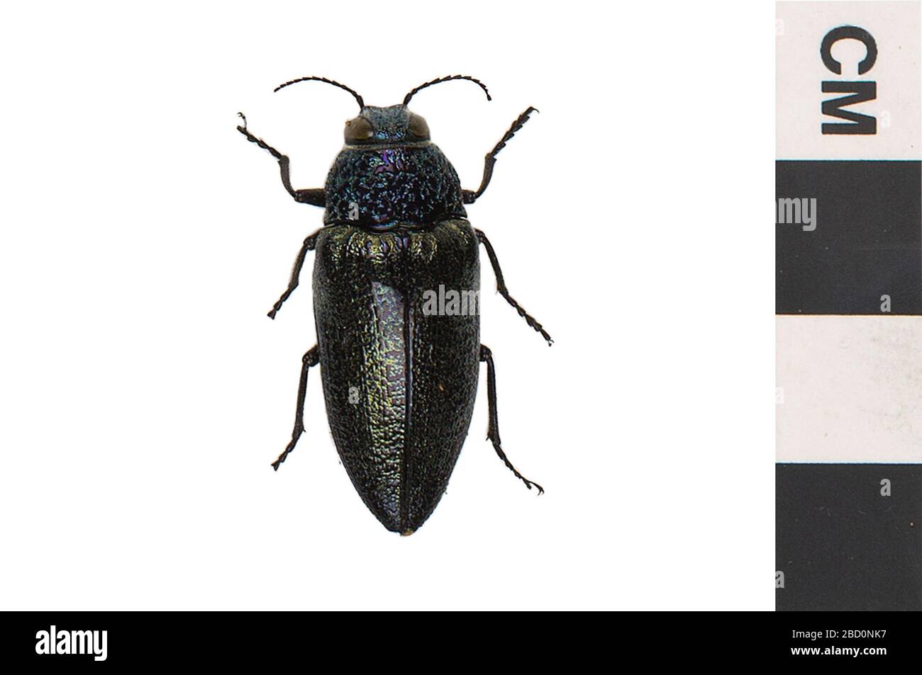 Jewel Beetle Metalic Woodboring Beetle. EO 400271 Metallic Wood Boring Beetle Buprestidae 001.jpg Stockfoto