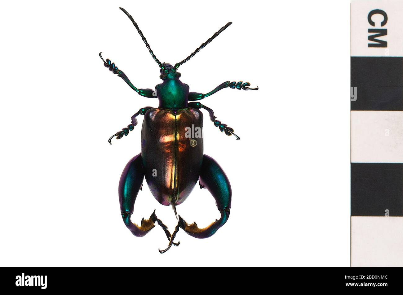 Frogbeinige Blattbeetle. EO 400248 Frog Legged Leaf Beetle Sagra buqueti 001.jpg Stockfoto