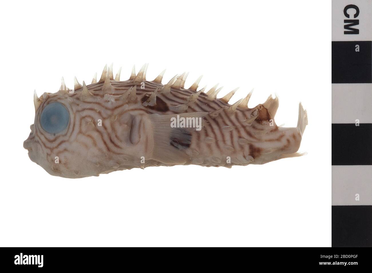 Gestreifter Burrfish. EO 400390 Striped Burrfish Chilomycterus schoepfii 001.jpg Stockfoto
