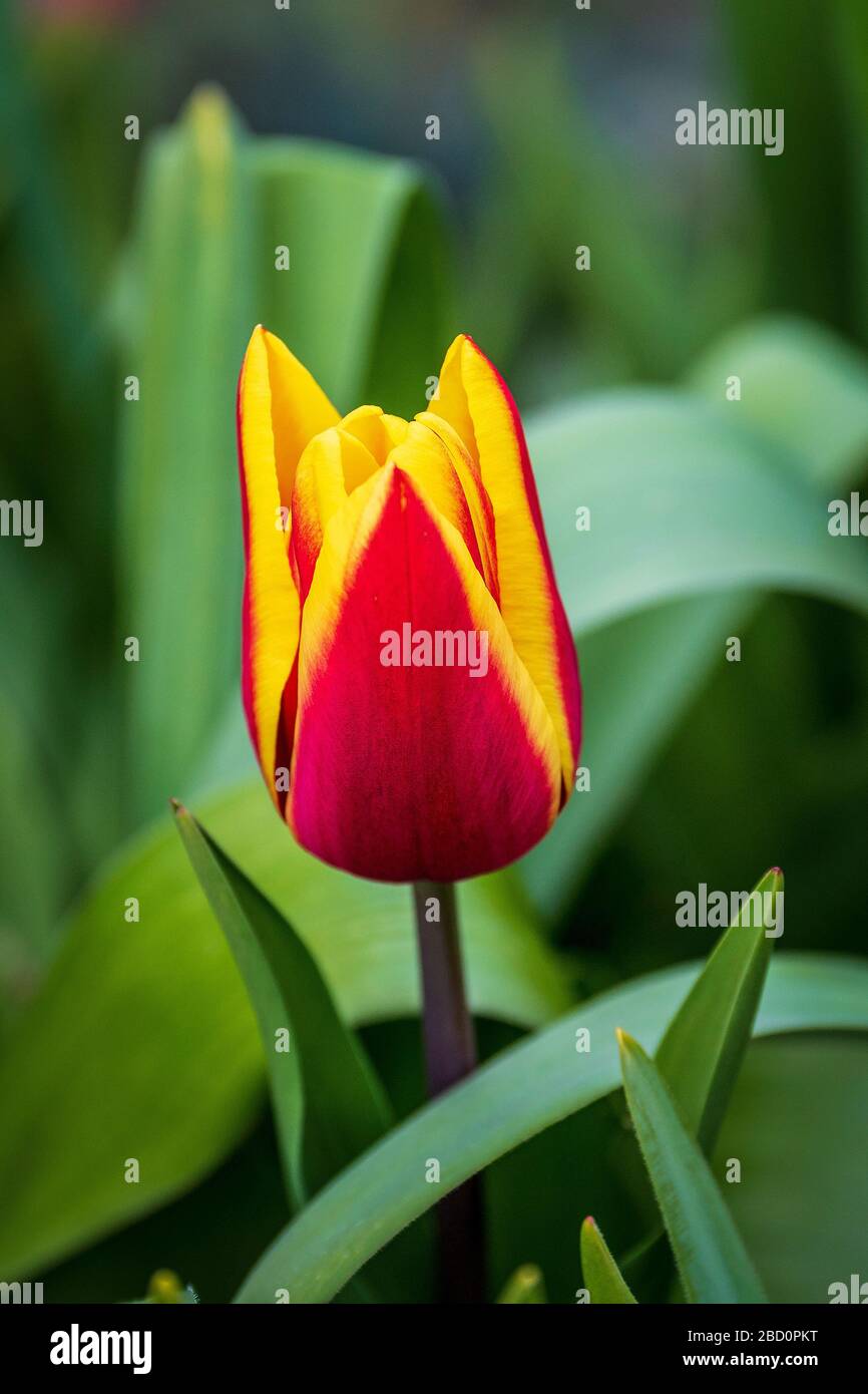 Tulpenblume Rot und Gelb. Stockfoto