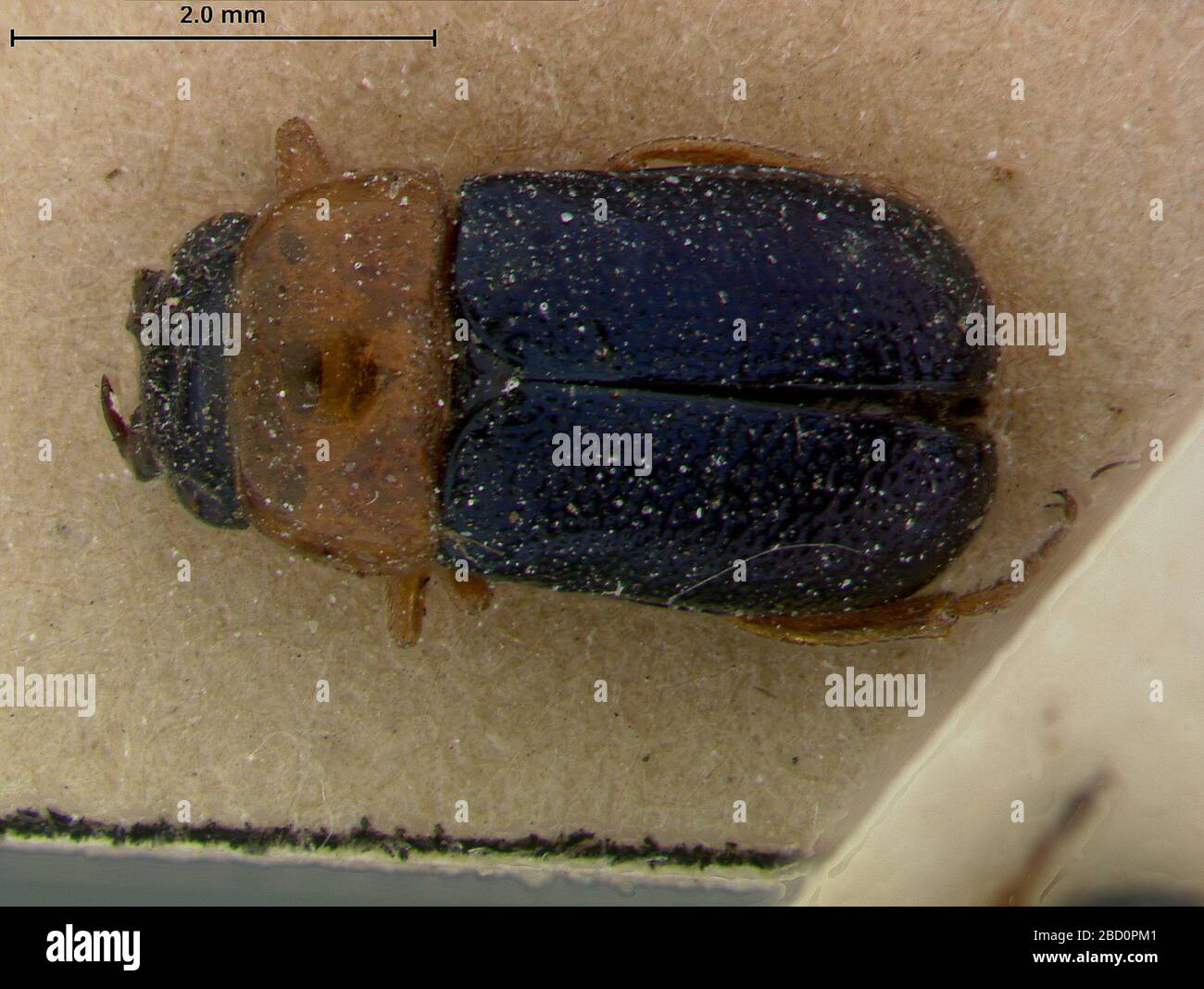 Smaragdina apicitarsis. In F. Monros Sammlung 1 zusätzliches Exemplar auf Stift (Lambessa möglicherweise in Algerien?)2 März 20171 Smaragdina apicitarsis Stockfoto