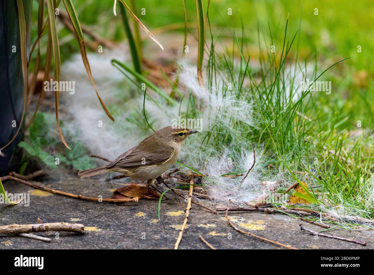 Gemeiner Gartenvogel die Chiffchaffer sammeln Nestmaterial. Stockfoto