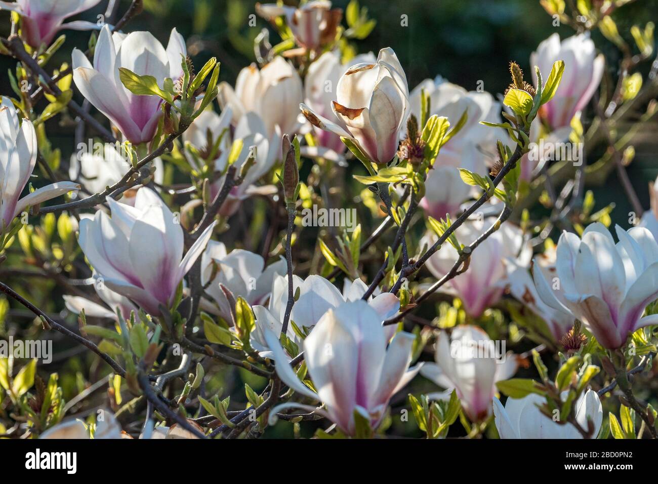 Magnolia Grandiflora blüht. Stockfoto