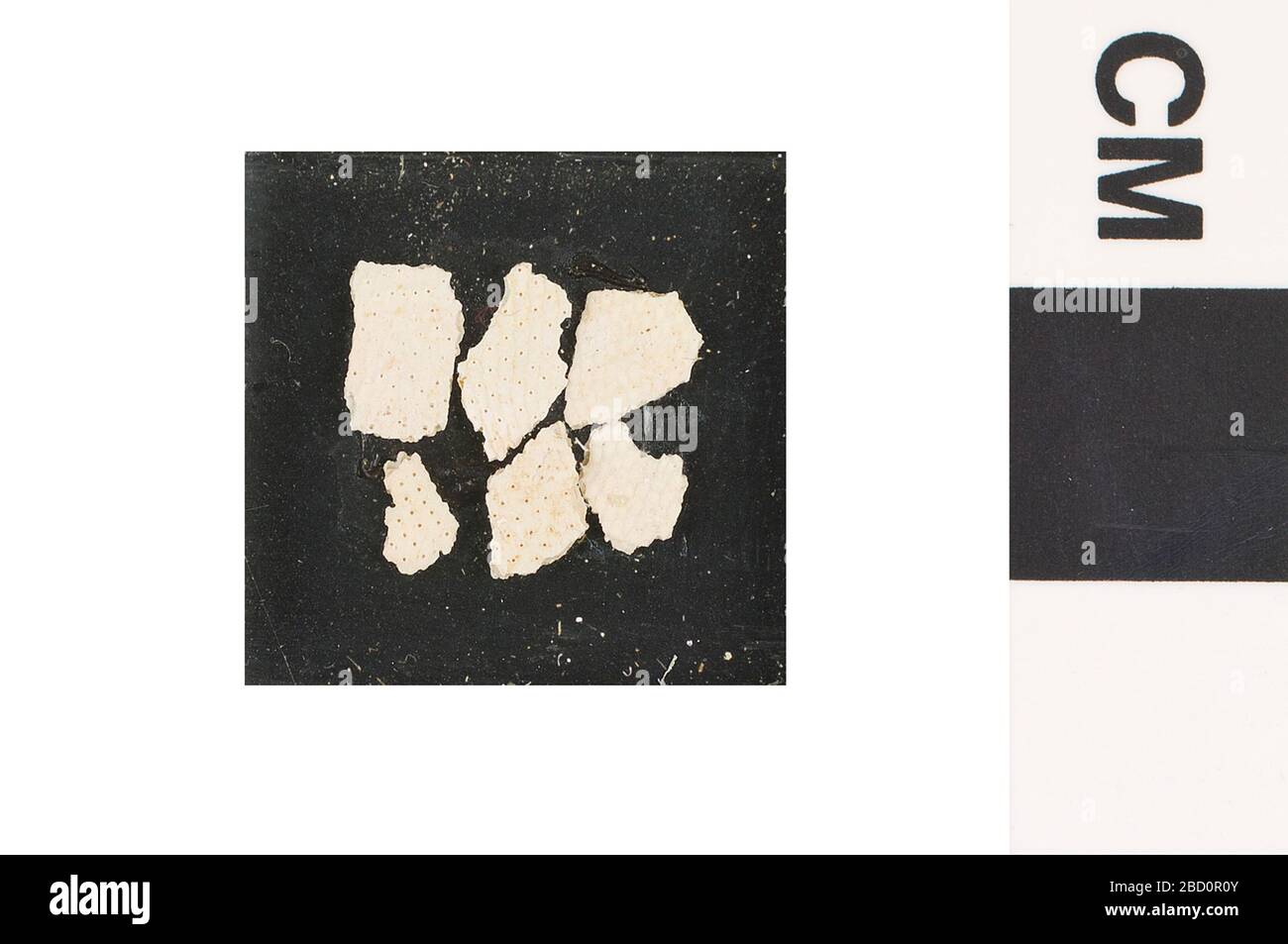 Bryozoa. Dieses Objekt ist Teil der Sammlung Bildung und Outreach, die sich zum Teil im Wissenschaftszentrum Q?rius befinden und zu sehen sind.Cänozoikum - Paläogen - Eocen614 Jan 2020Schloss Hayne Bryozoa Stockfoto