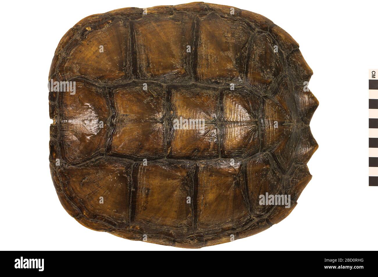 Schnappschildkröte. EO 063270 Snapping Turtle Chelydra serpentina 001.jpg Stockfoto