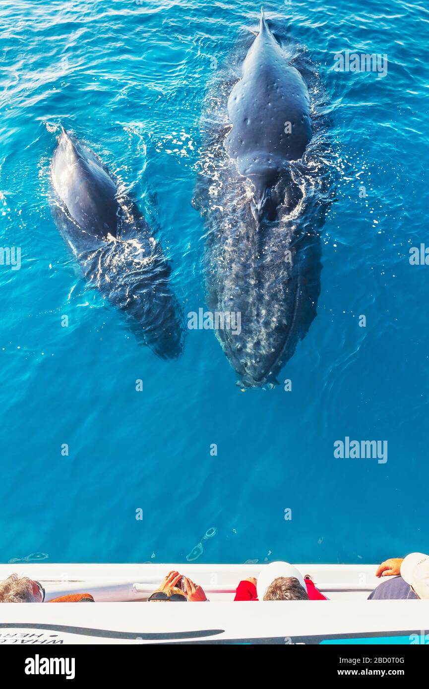 Menschen auf dem Boot Whale Watching, Queensland, Australien Stockfoto