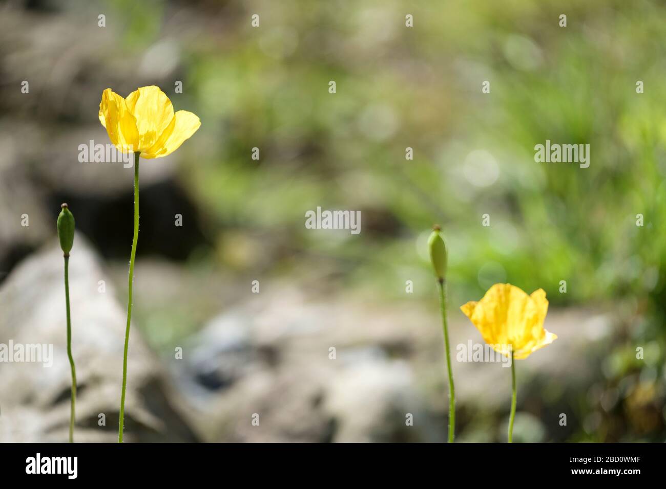 Gelbe Poppies, Stylophorum, Sellandinen-Mohn, Holzmohn, Stockfoto