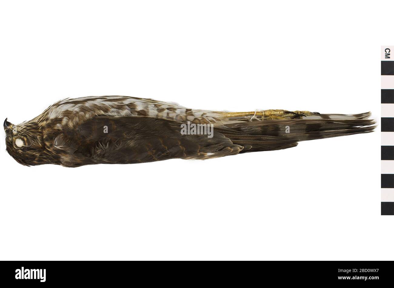 Sharpshinned Hawk. Dieses Objekt ist Teil der Sammlung Bildung und Outreach, die sich zum Teil im Wissenschaftszentrum Q?rius befinden und für See.Skin114 Jan 2020 verfügbar sind Stockfoto