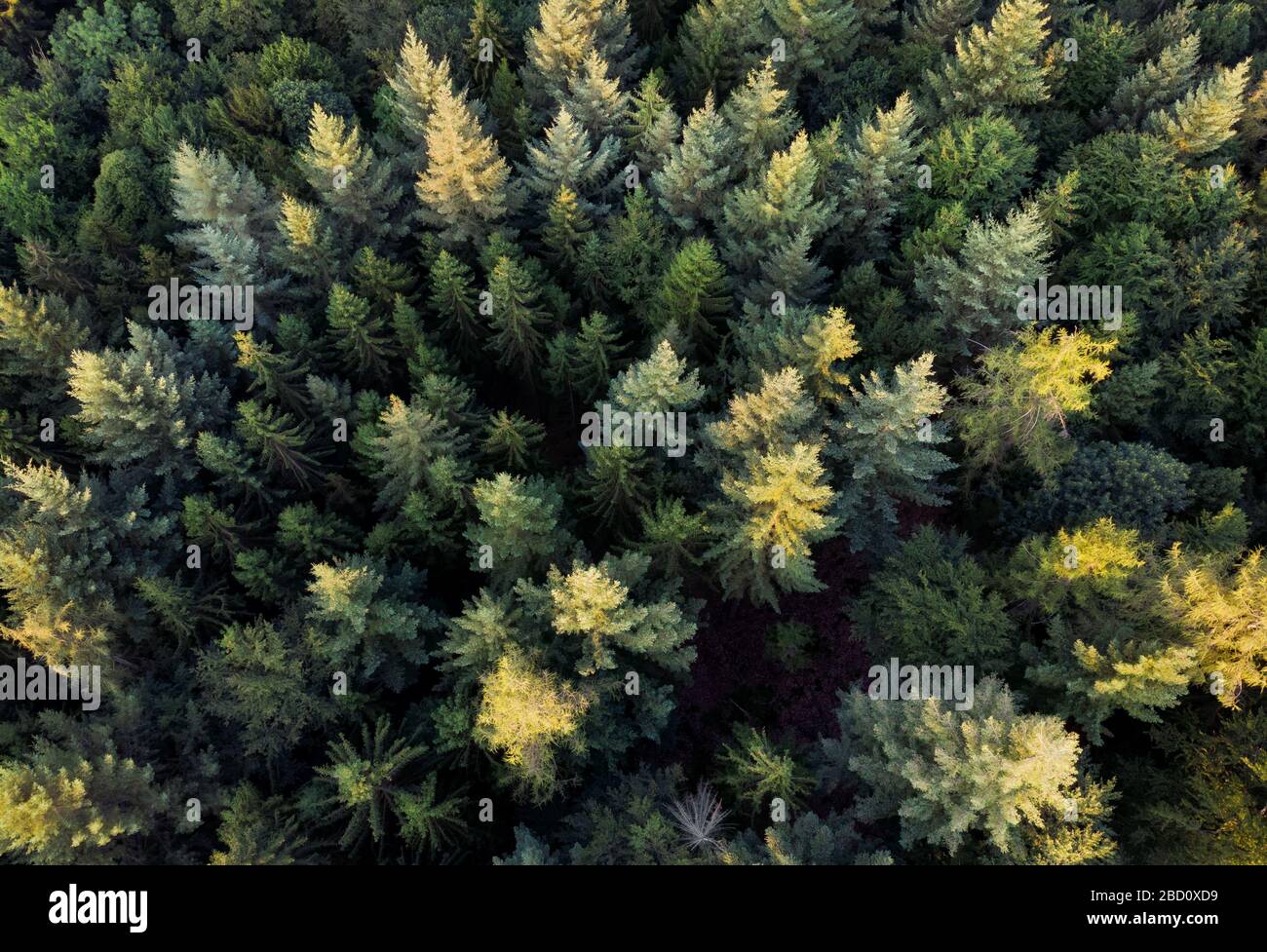 Luftansicht nach unten auf einen immergrünen Wald mit dem Sonnenlicht, das auf einige der Baumwipfel fällt Stockfoto