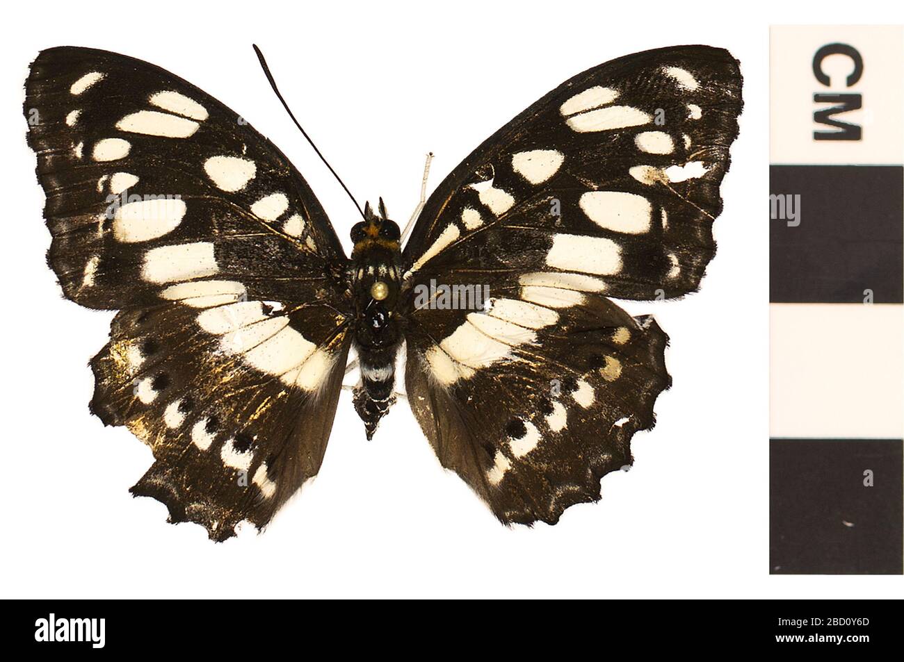 Gemeinsamer Sargeant. EO 400828 Common Sergeant Butterfly Athyma perius 001.jpg Stockfoto