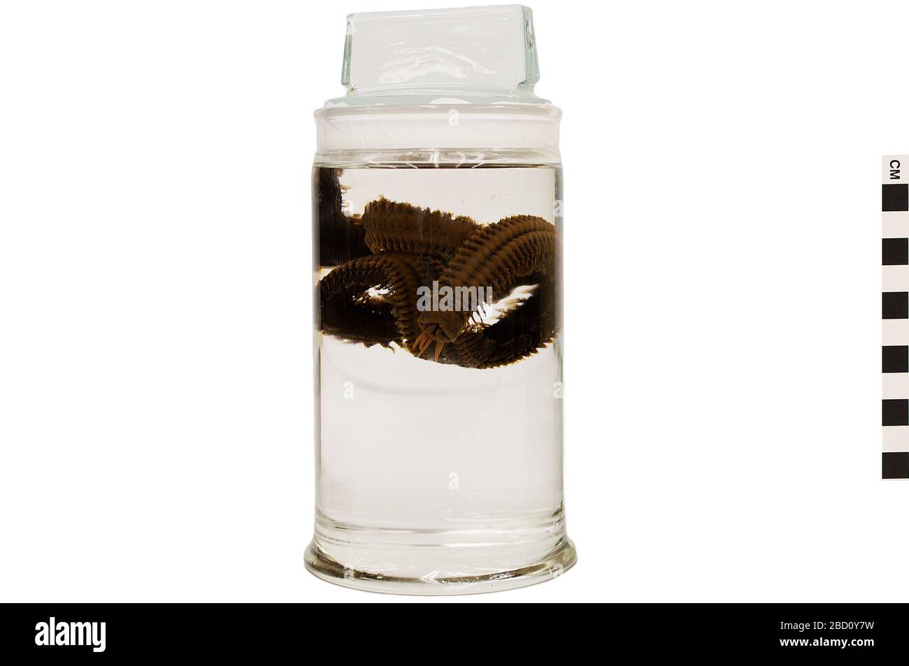 Bobbit Wurm. EO 400406 Bobbit Worm Eunice aphroditois 001.jpg Stockfoto