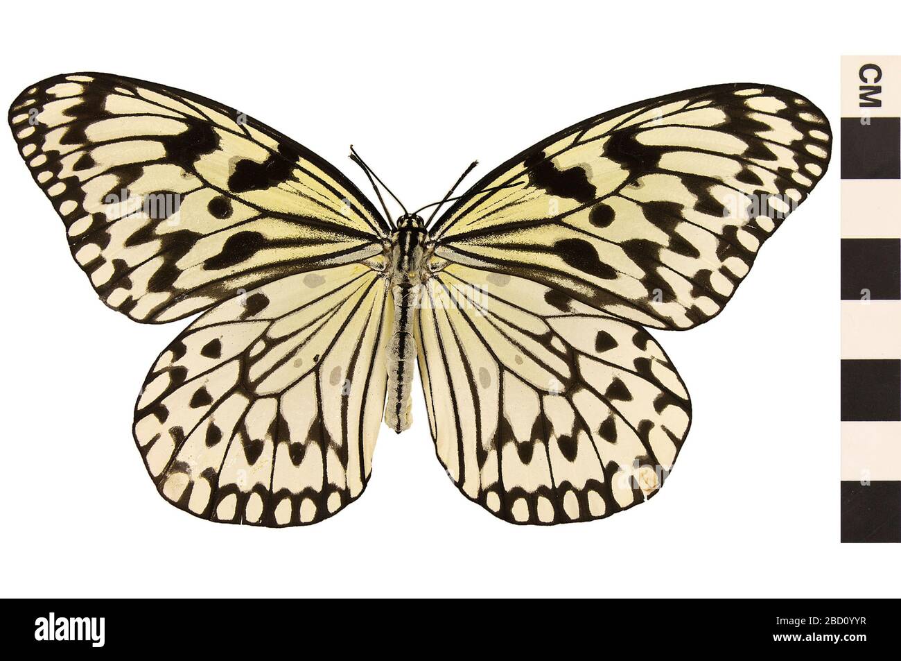 Papier Kite. EO 401041 Paper Kite Idea leuconoe 001.jpg Stockfoto