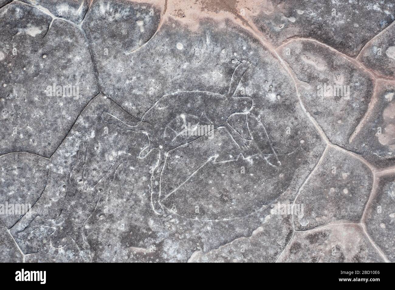 Kunst der Felsschnitzkunst der Aborigines in Ku-Ring-gai Chase, Sydney, Australien Stockfoto