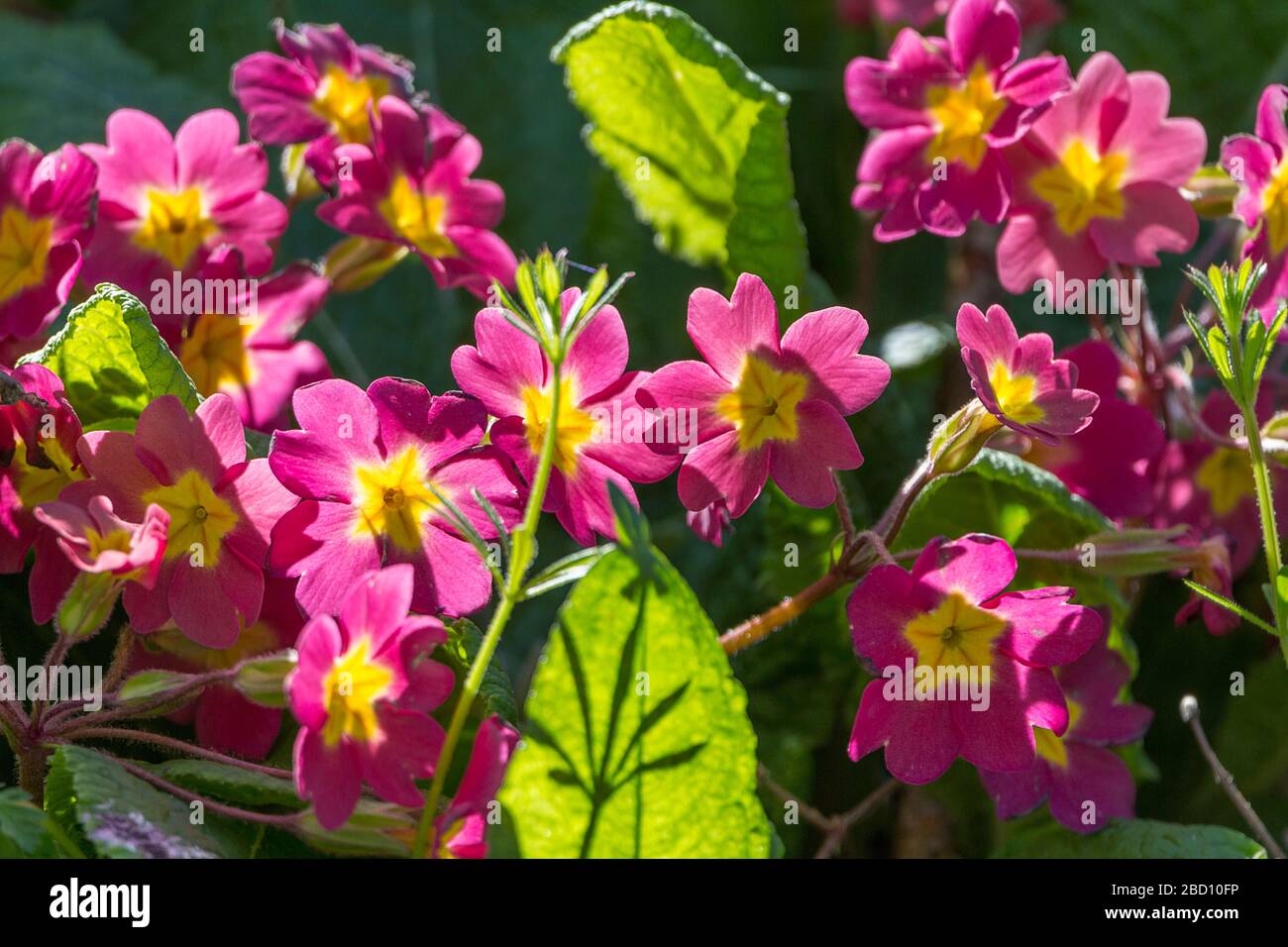 Primula-Blumen mit gelber sternförmiger Mitte und fünf herzförmigen violetten Kronblättern, die in lokalen Klumpen wachsen. Breit behaarte grüne Blätter Stockfoto