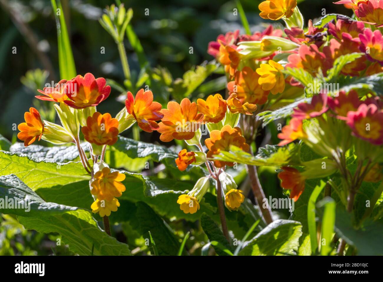 Primula-Blumen mit gelber Sonnenbrust in der Mitte und fünf herzförmigen orangefarbenen Kronblättern, die in Klumpen in lokalen Grünflächen mit Feigschaber wachsen. Stockfoto