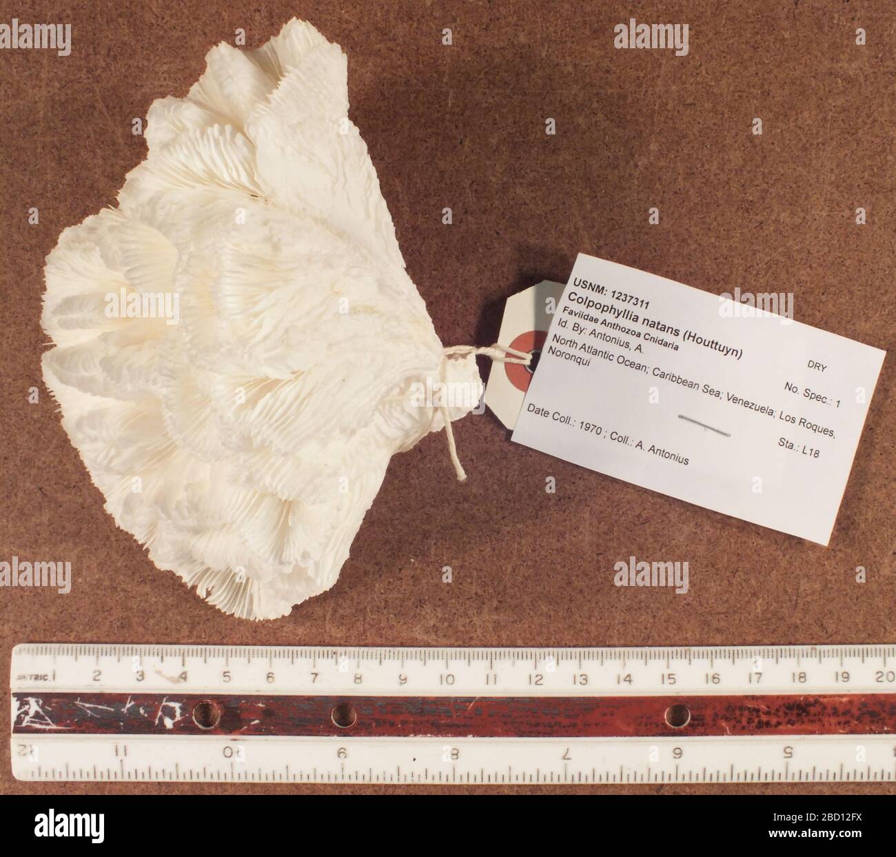 Colpophyllia natans. März 2017L181 Colpophyllia natans Stockfoto
