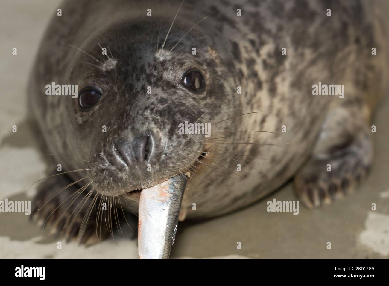 Hinter Genus Gattung halichoerus -Fotos und -Bildmaterial in hoher Auflösung – Alamy