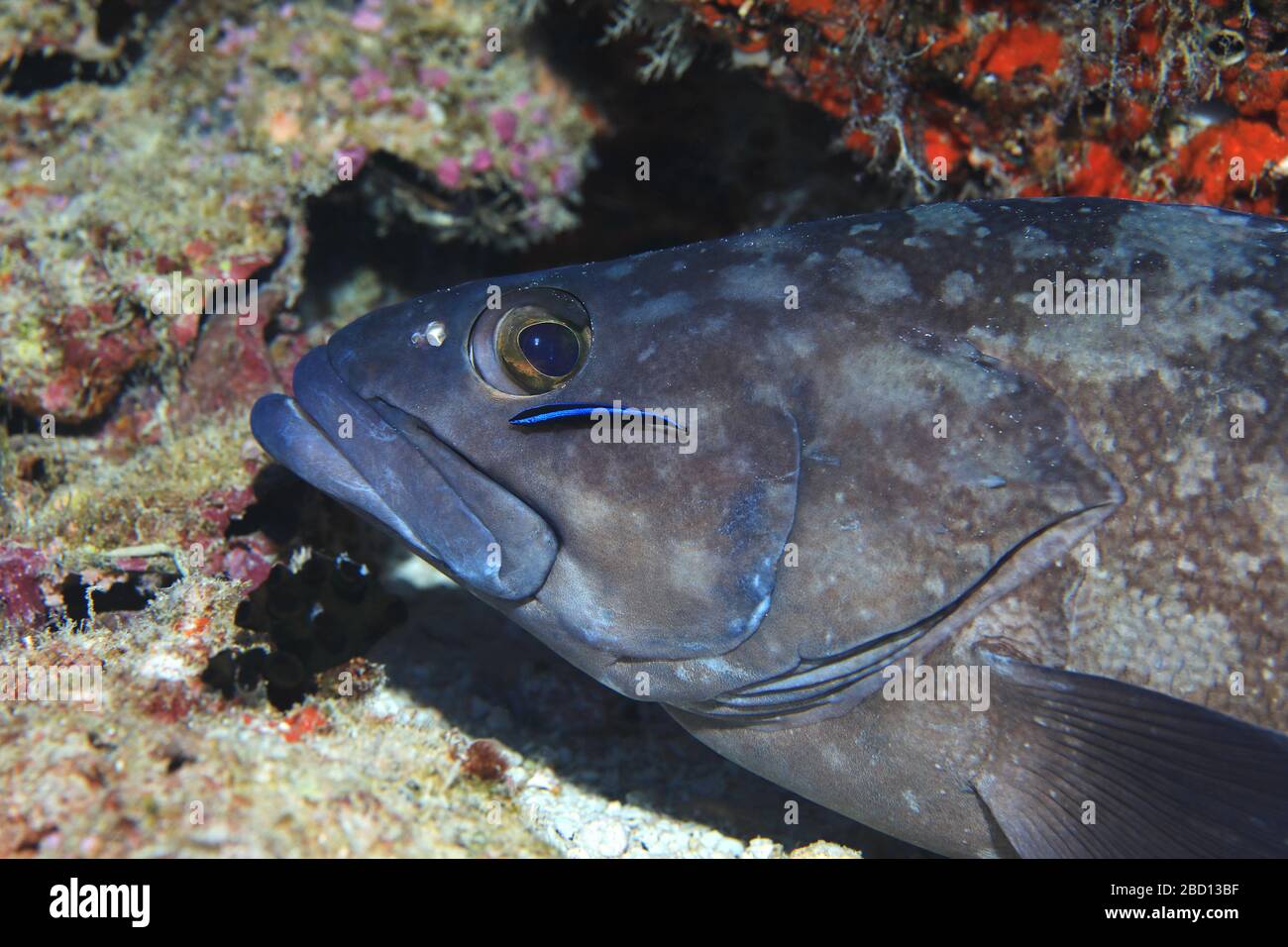 Whitespotted Grouper (Epinephelus coeruleopunctatus) und sauberere Fische unter Wasser im Indischen Ozean Stockfoto