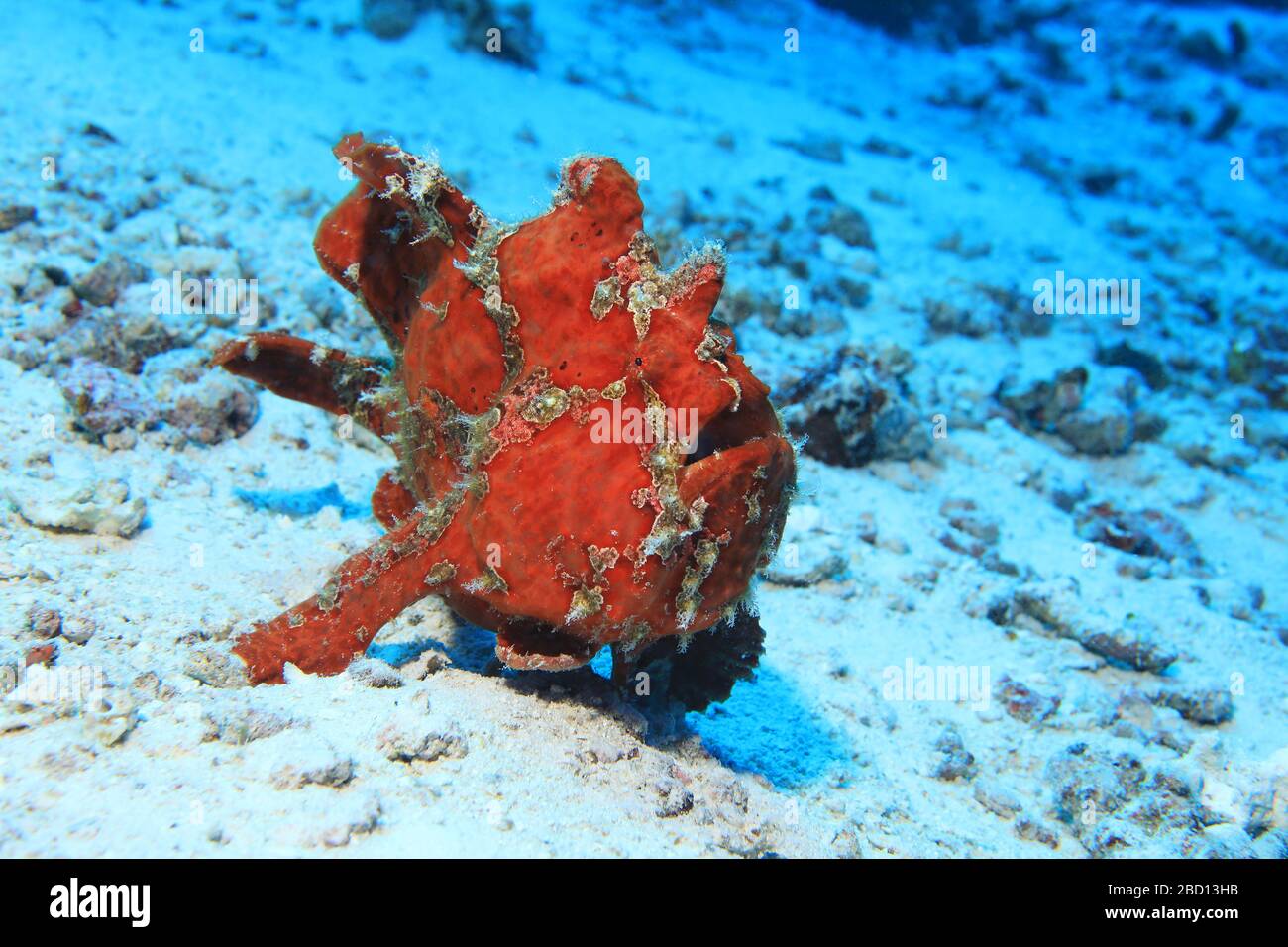 Riesenfrogfisch (Antenarius commerson), der sich unter Wasser im tropischen Riff des Indischen Ozeans bewegt Stockfoto