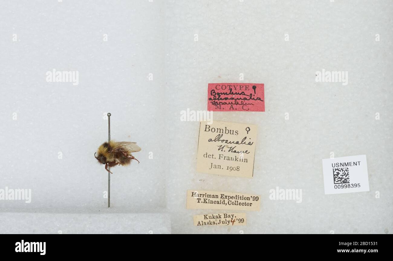 Bombus Pyrobombus jonellus. Transkribiert von Digital VolunteersCOTYPE Bombus alboanalis Franklin M.A.C.Bombus alboanalis N. Name det. Franklin Jan. 1908Harriman Expedition '9917 Apr 20171 Bombus Pyrobombus jonellus Stockfoto