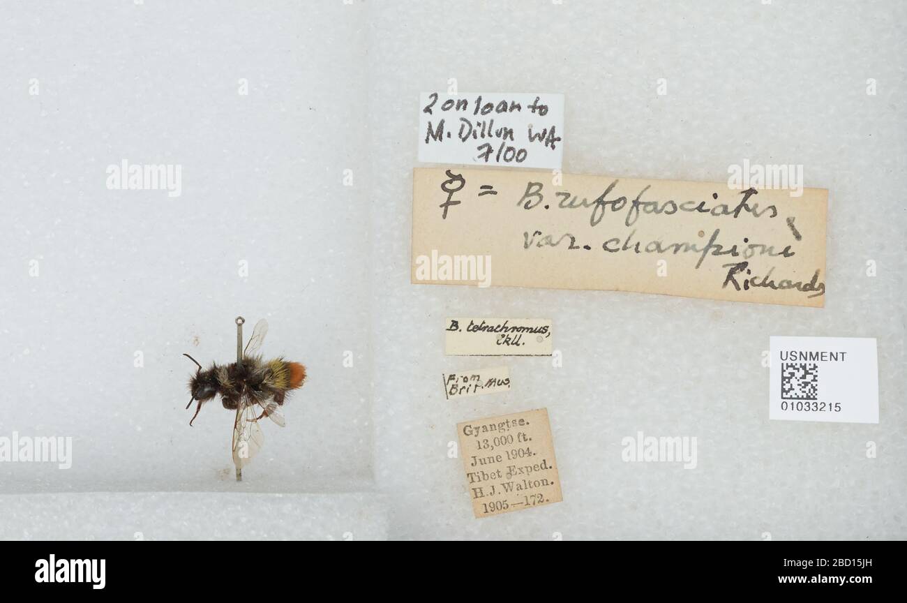 Bombus Melanobombus rufofasciatus. Transkribiert von digitalen Freiwilligen Tibet Exped.2 auf Kredit an M. Dillon WA 7100von Brit. Mus.= B. rufofasciatus var. championi Richards17 Apr 20171 Bombus Melanobombus rufofasciatus Stockfoto