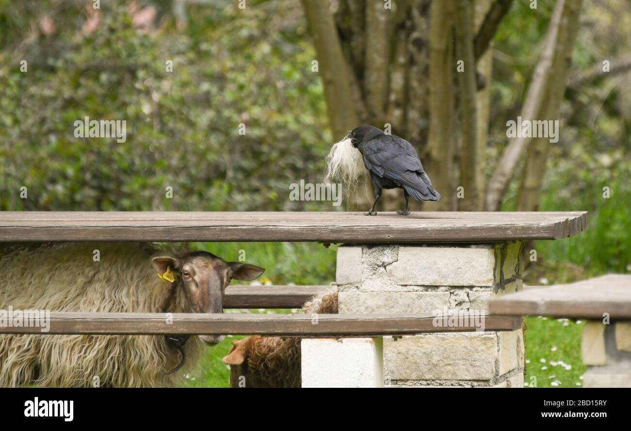 Schwarze Krähe mit Wolle im Schnabel, die einem Schaf gestohlen wurde Stockfoto