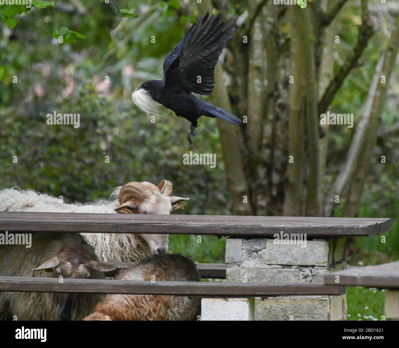 Schwarze Krähe mit Wolle im Schnabel, die einem Schaf gestohlen wurde Stockfoto