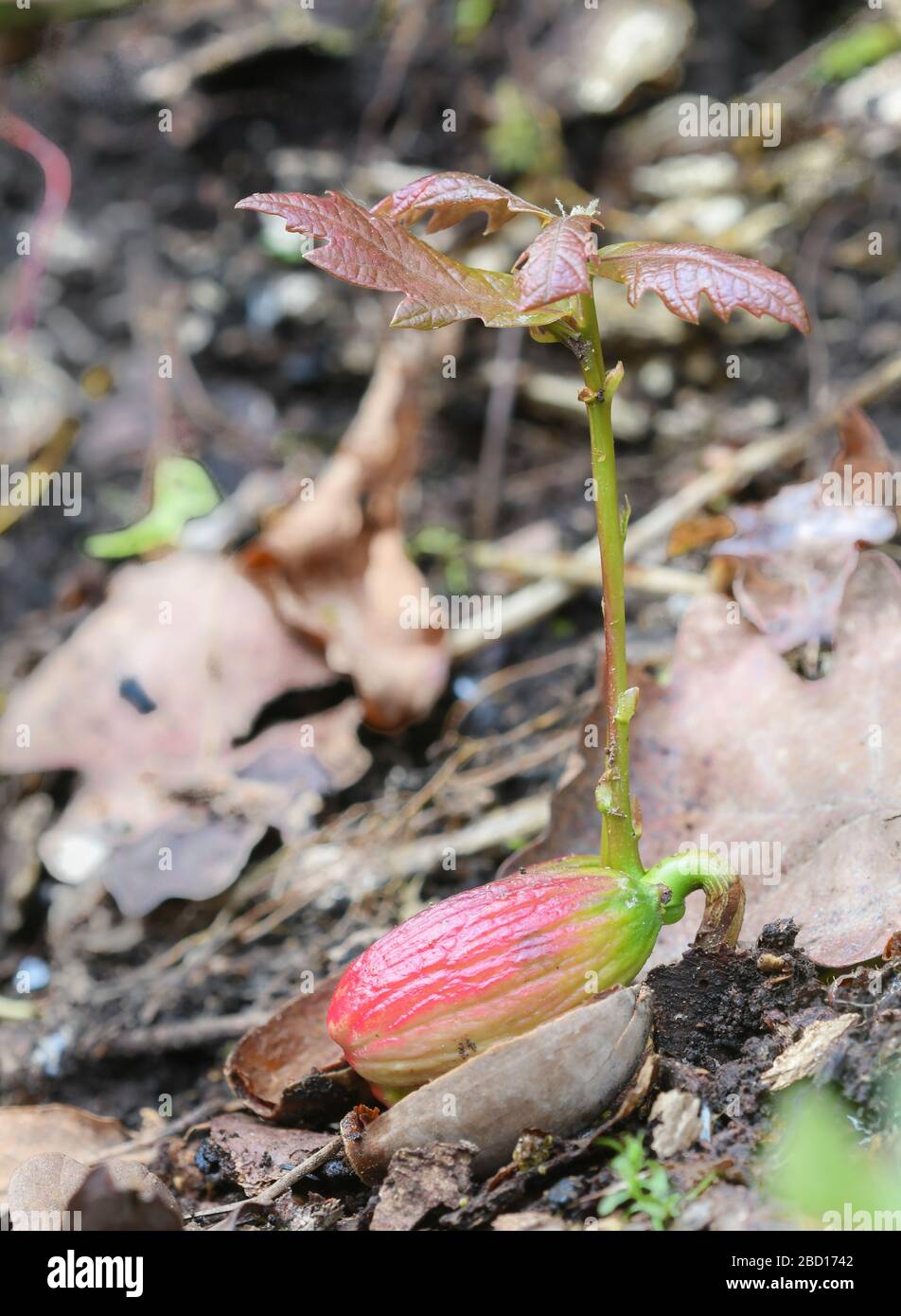 Nahaufnahme einer Eiche, die von einer Eichel auf dem Waldboden sprießt Stockfoto