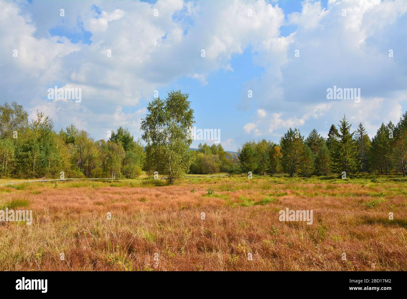 Torfmoor im polnischen Nationalpark Bieszczady Stockfoto