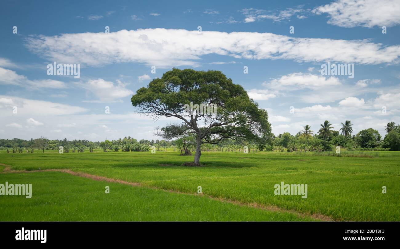 Paddy Fields in Sri Lanka Stockfoto