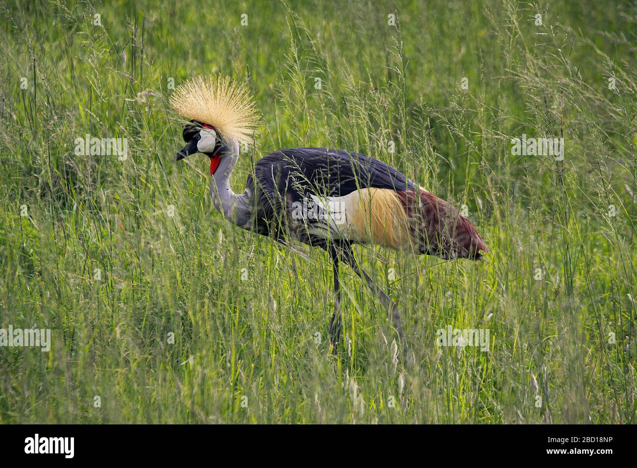 Grau bekrönter Kranich (Balearica regulorum). Beide Geschlechter haben den fächerartigen Scheitel auf dem Kopf, der diesem Vogel seinen Namen gibt. Dieser Vogel ist gefunden Stockfoto