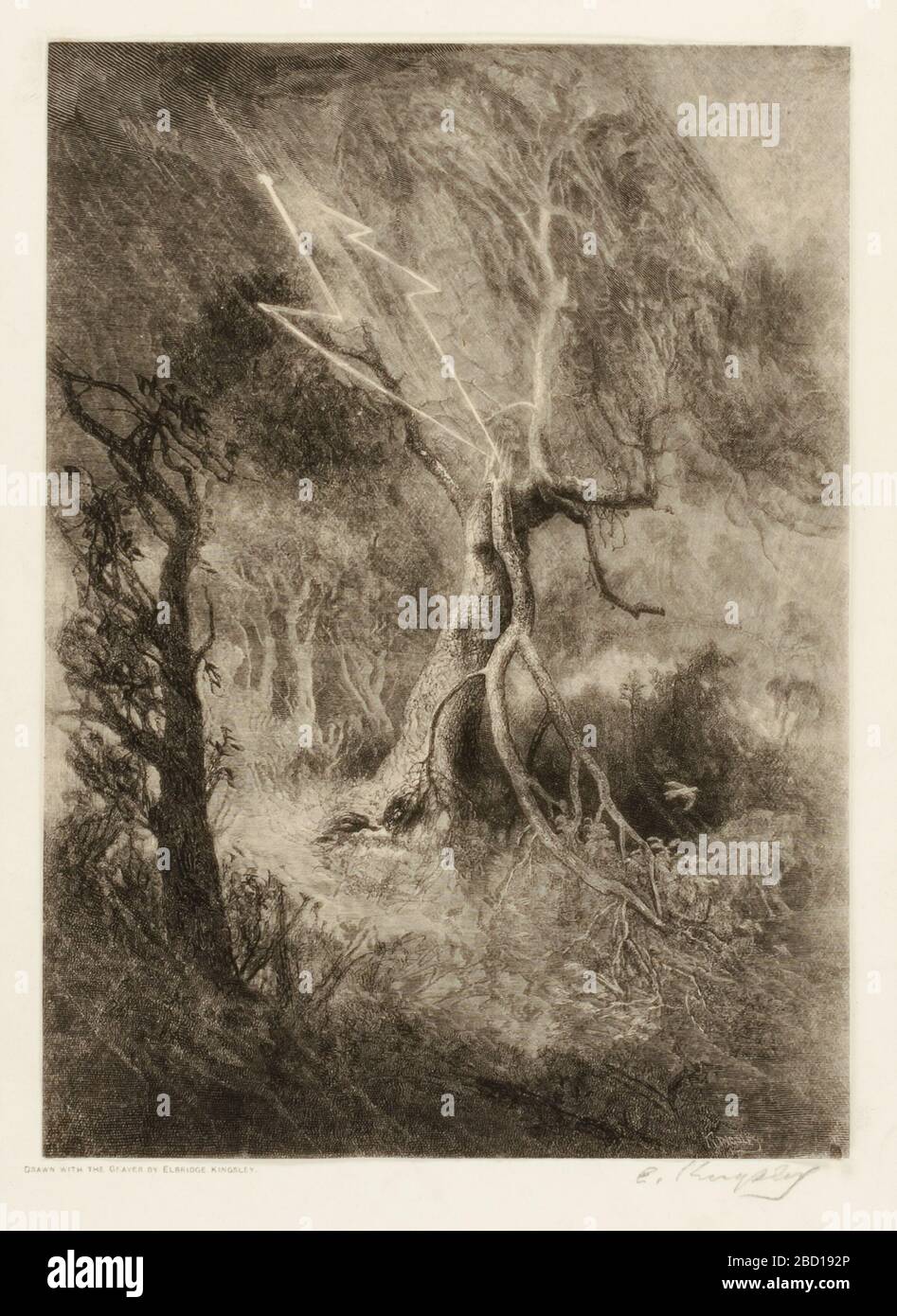 Die Tragödie eines Nestes. Stockfoto